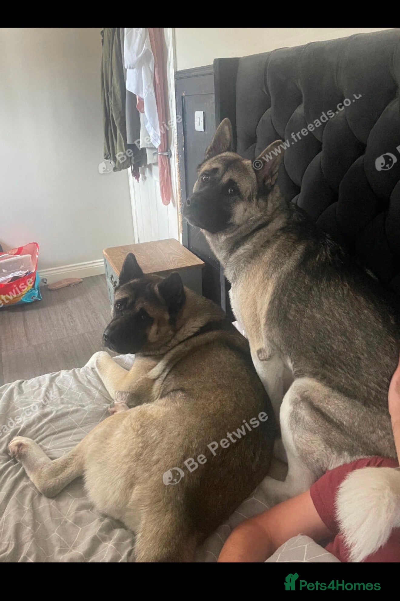 Akita dogs Free Kc registered American Akita male & female - Advert 8