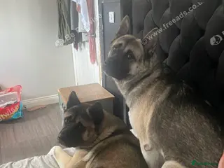 Akita dogs Free Kc registered American Akita male & female - Advert 4