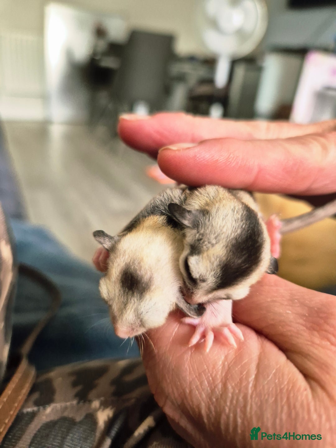 Sugar Glider rodents for sale: 4 baby sugar gliders ready 13th sept  - Image 4