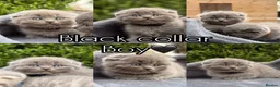 Scottish Fold cats for sale: Beautiful Scottish Fold Kittens for Sale 🐾 - Advert 35