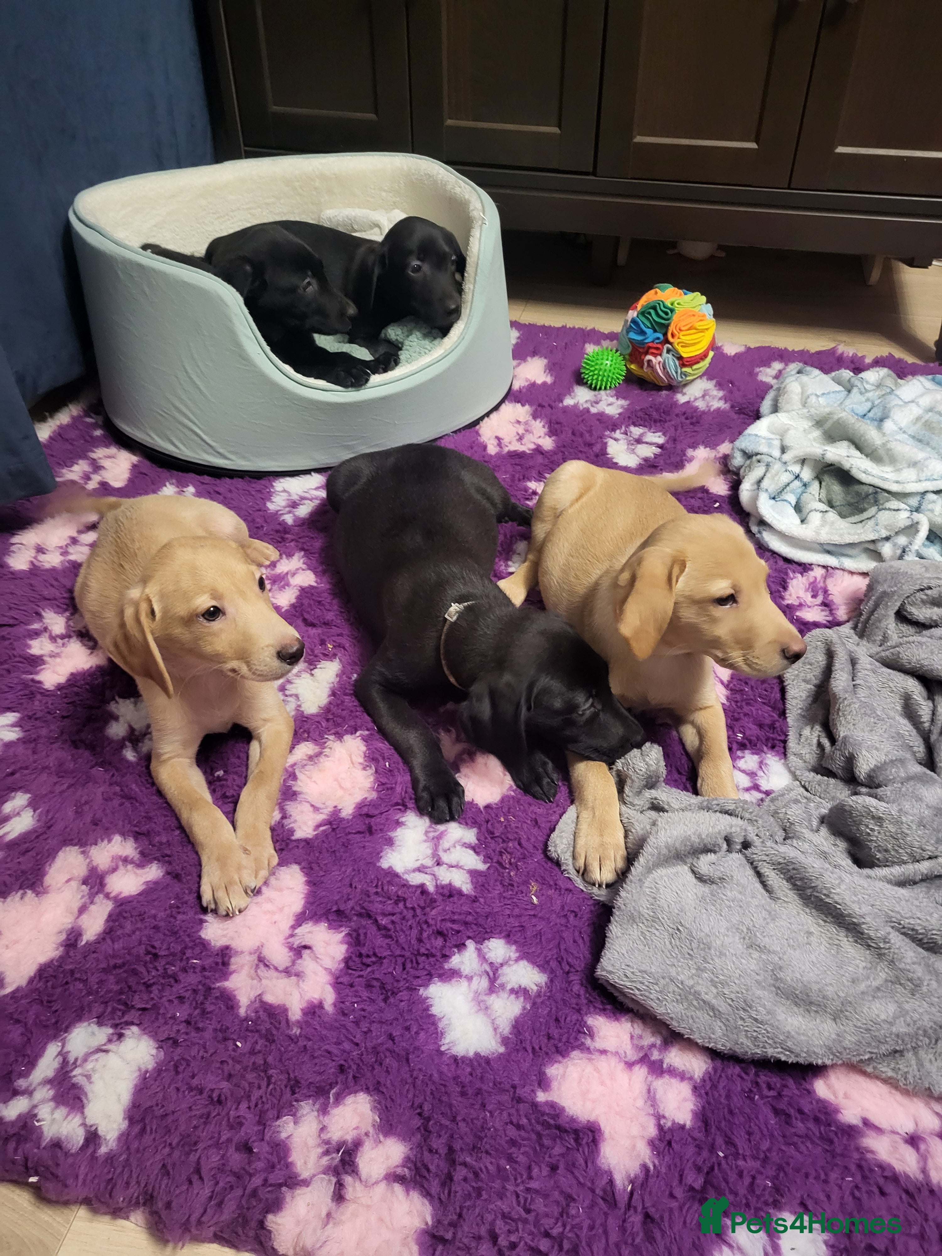 Labrador Retriever dogs KC registered Labrador Retriever puppies - Advert 4