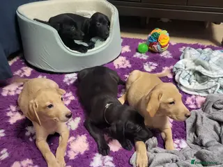 Labrador Retriever dogs KC registered Labrador Retriever puppies - Advert 4