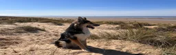 Shepsky dogs for sale: German Shepard X husky in Liverpool - Advert 4