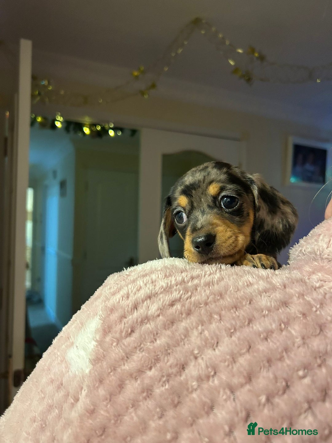 Dachshund dogs for sale: 4 gorgeous pups - Advert 9