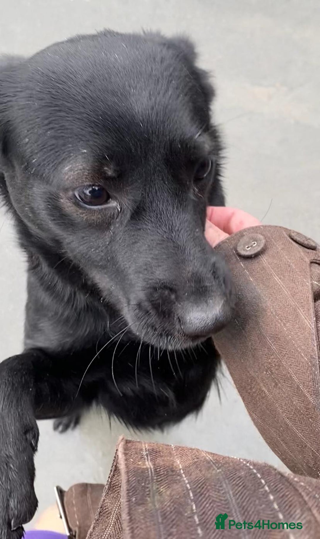 Mixed Breed dogs for adoption: Pitch & Peggy, 5 yrs. Available for adoption. - Advert 10