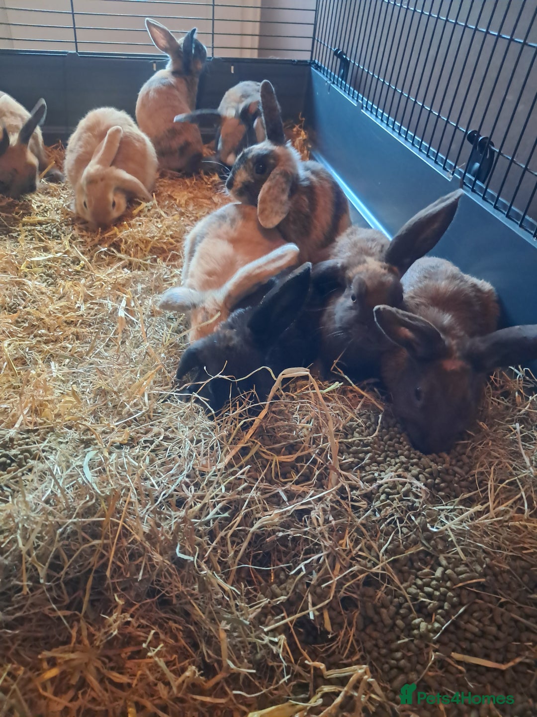 Mixed Breed rabbits for sale: Gorgeous litter of lop x bunnies  - Image 6