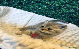 British Shorthair cats for sale: British shorthair kittens  - Image 23