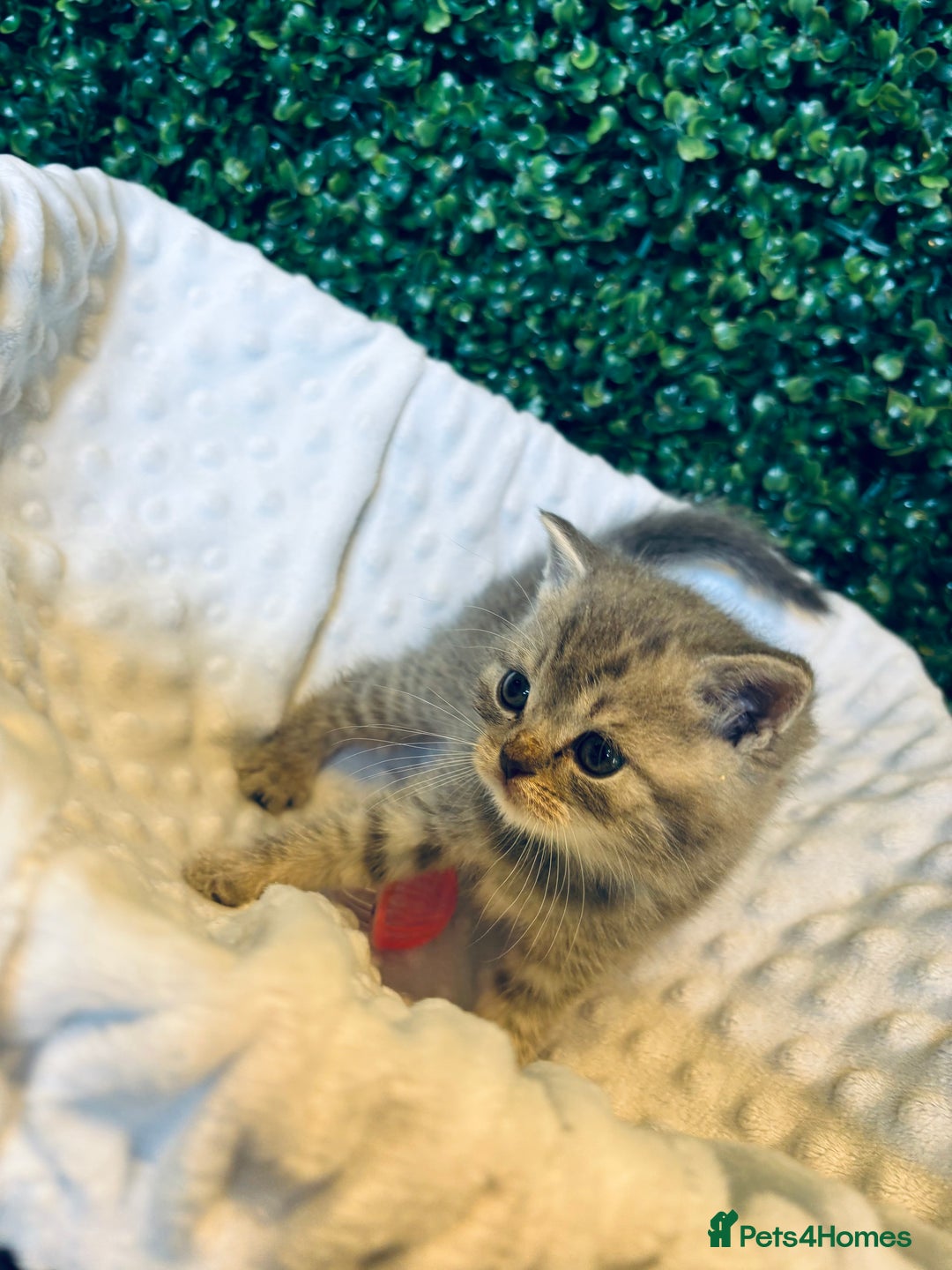 British Shorthair cats for sale: British shorthair kittens  - Image 23