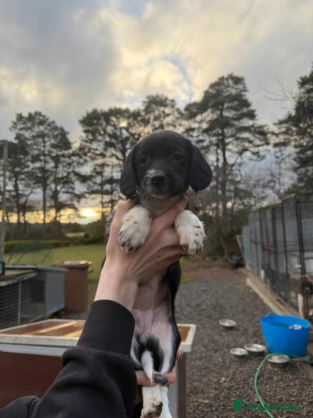 Sprollie dogs for sale: Striking Springer Spaniel x Collie Puppies - Advert 15