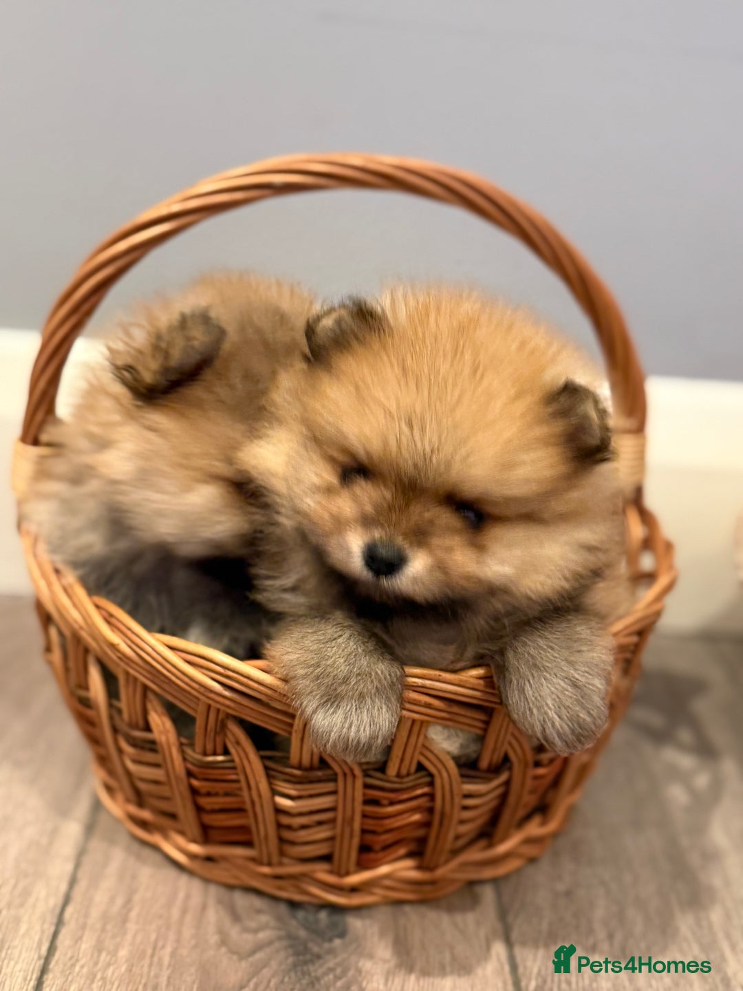 Pomeranian dogs for sale: Pomeranian puppies for sale .  - Advert 21