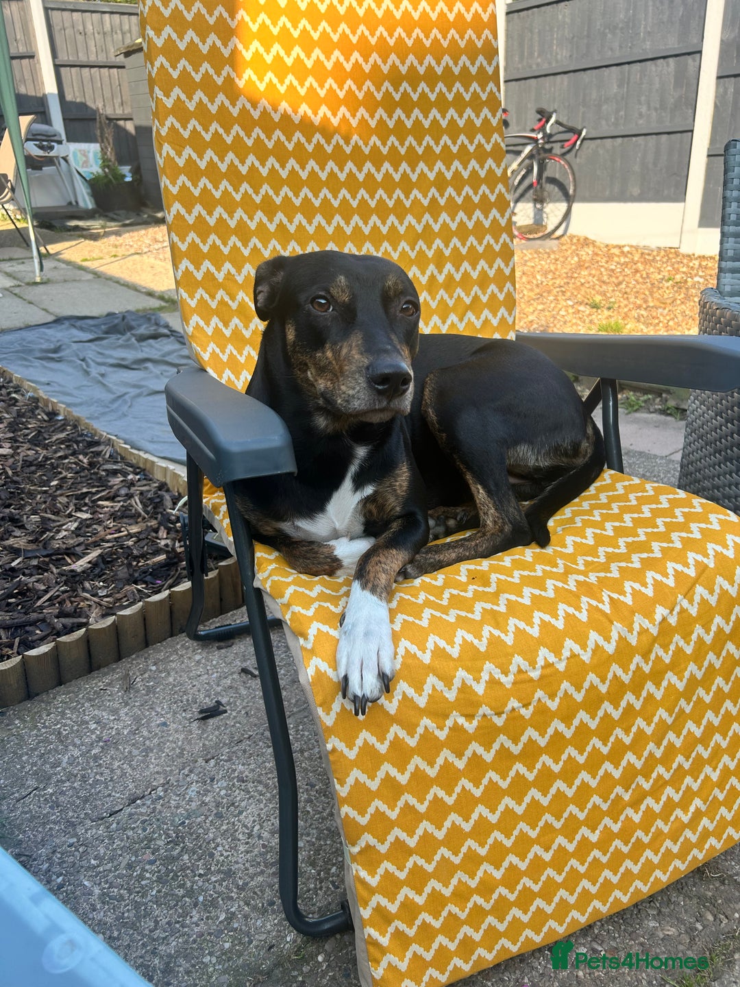 Mixed Breed dogs for sale: Beautiful 2.5 years old Daisy  - Image 6