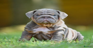 English Bulldog dogs - Advert 1