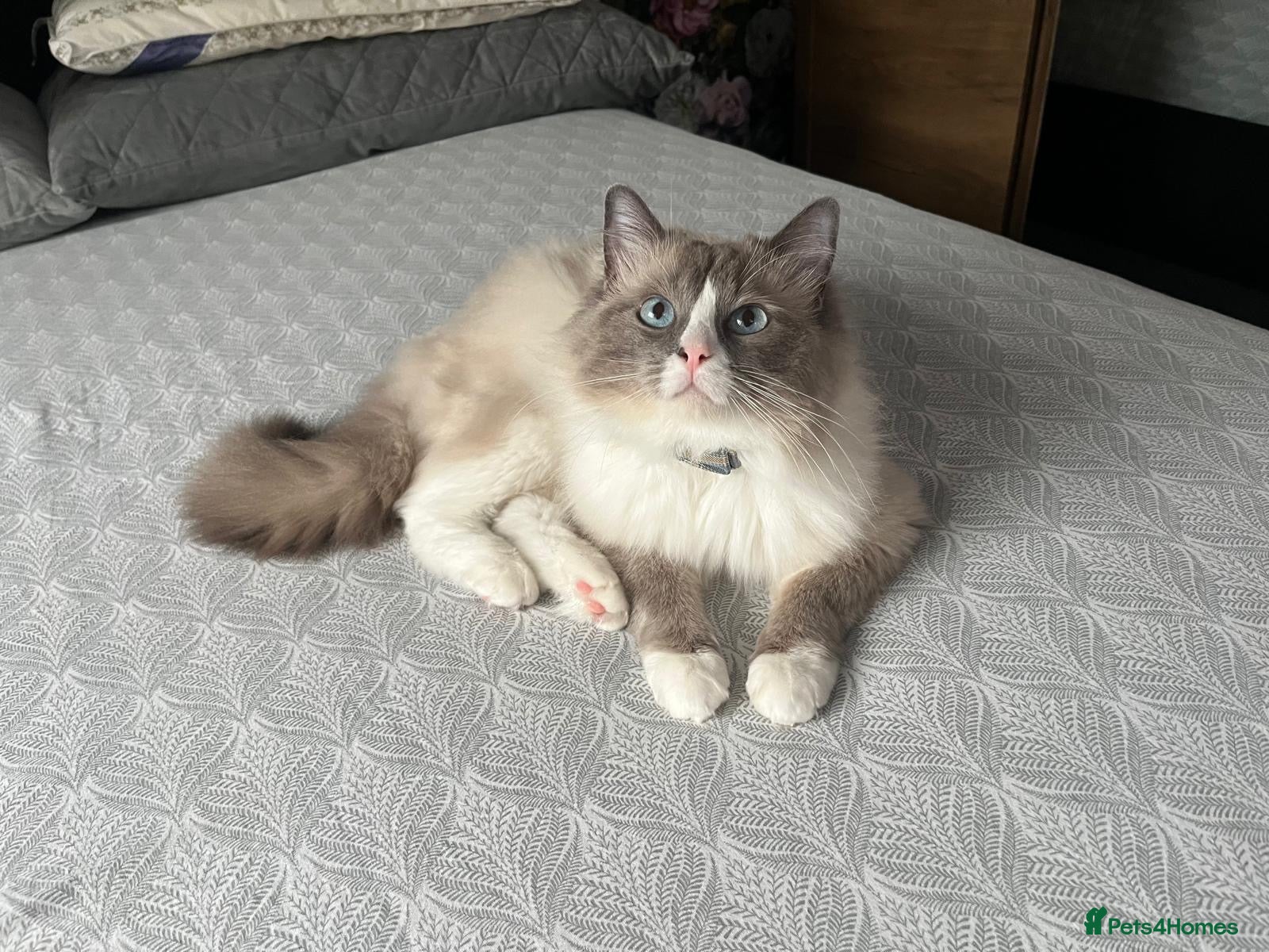 Ragdoll cats Handsome Ragdoll available for STUD services - Advert 1