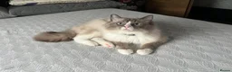 Ragdoll cats for stud: Handsome Ragdoll available for STUD services in Stockport - Advert 1