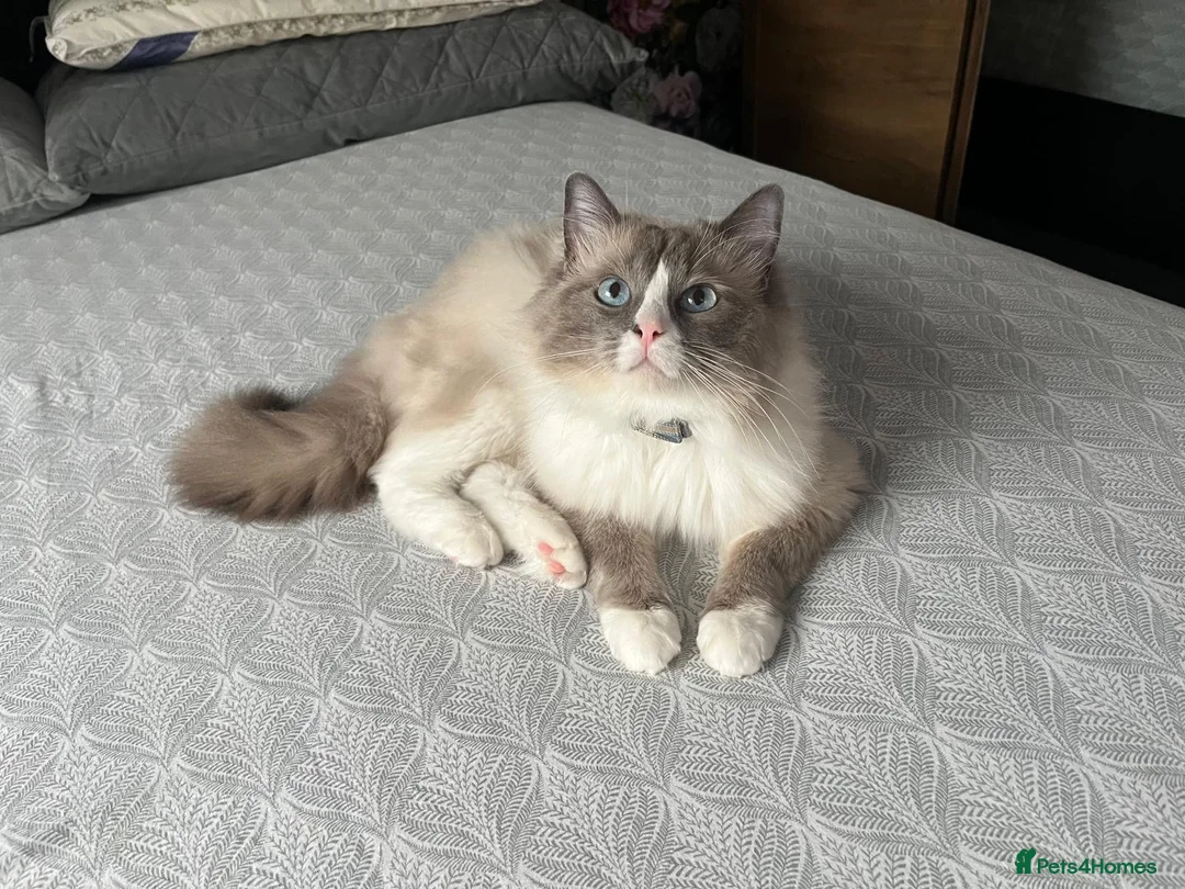 Ragdoll cats for stud: Handsome Ragdoll available for STUD services in Stockport - Advert 1
