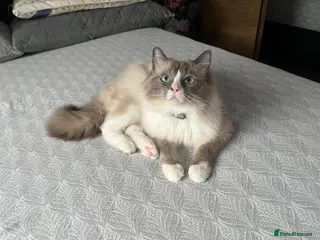Ragdoll cats Handsome Ragdoll available for STUD services - Advert 2