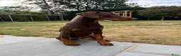 Dobermann dogs for sale: High Trained 6 Month Doberman Pincher - Advert 3