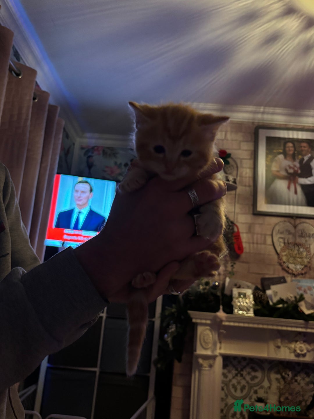 Ragdoll cats for sale: !!!Ready to reserve Ragdoll babies!!!  - Advert 11