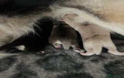 Pomsky dogs for sale: Pomsky puppies  - Image 7