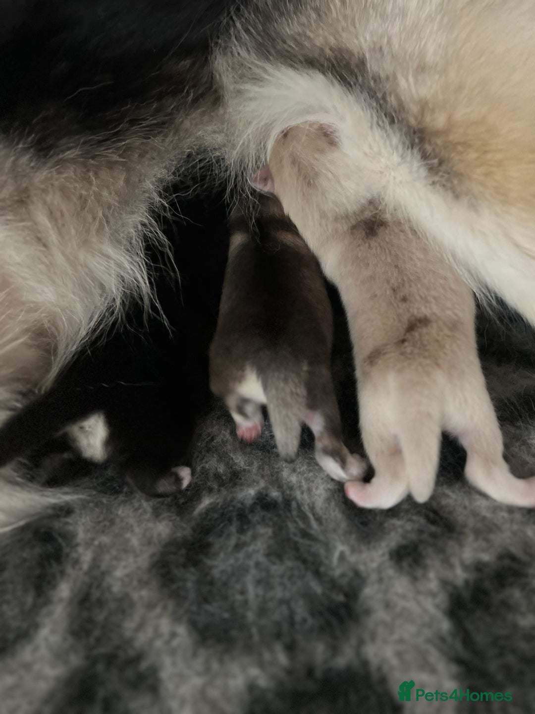 Pomsky dogs for sale: Pomsky puppies  - Image 7
