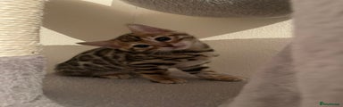 Bengal Kitten 5
