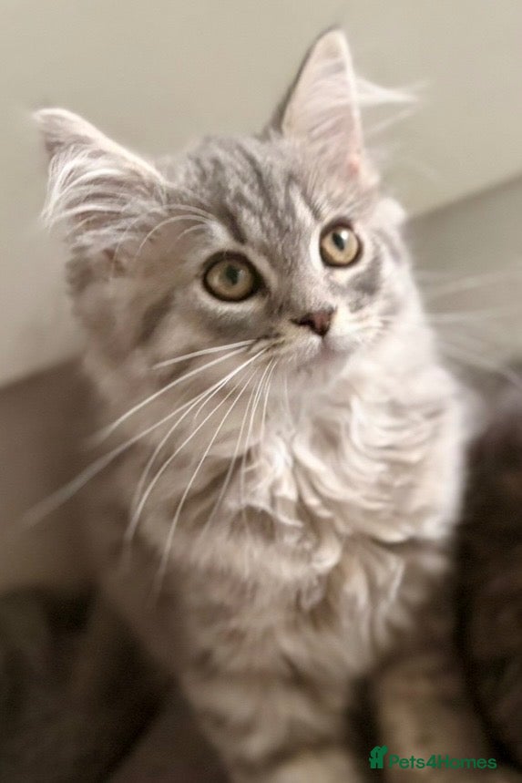 Mixed Breed cats Persian and British shorthair mix - Advert 1