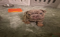 English Bulldog dogs for sale: English bull dogs  - Image 7