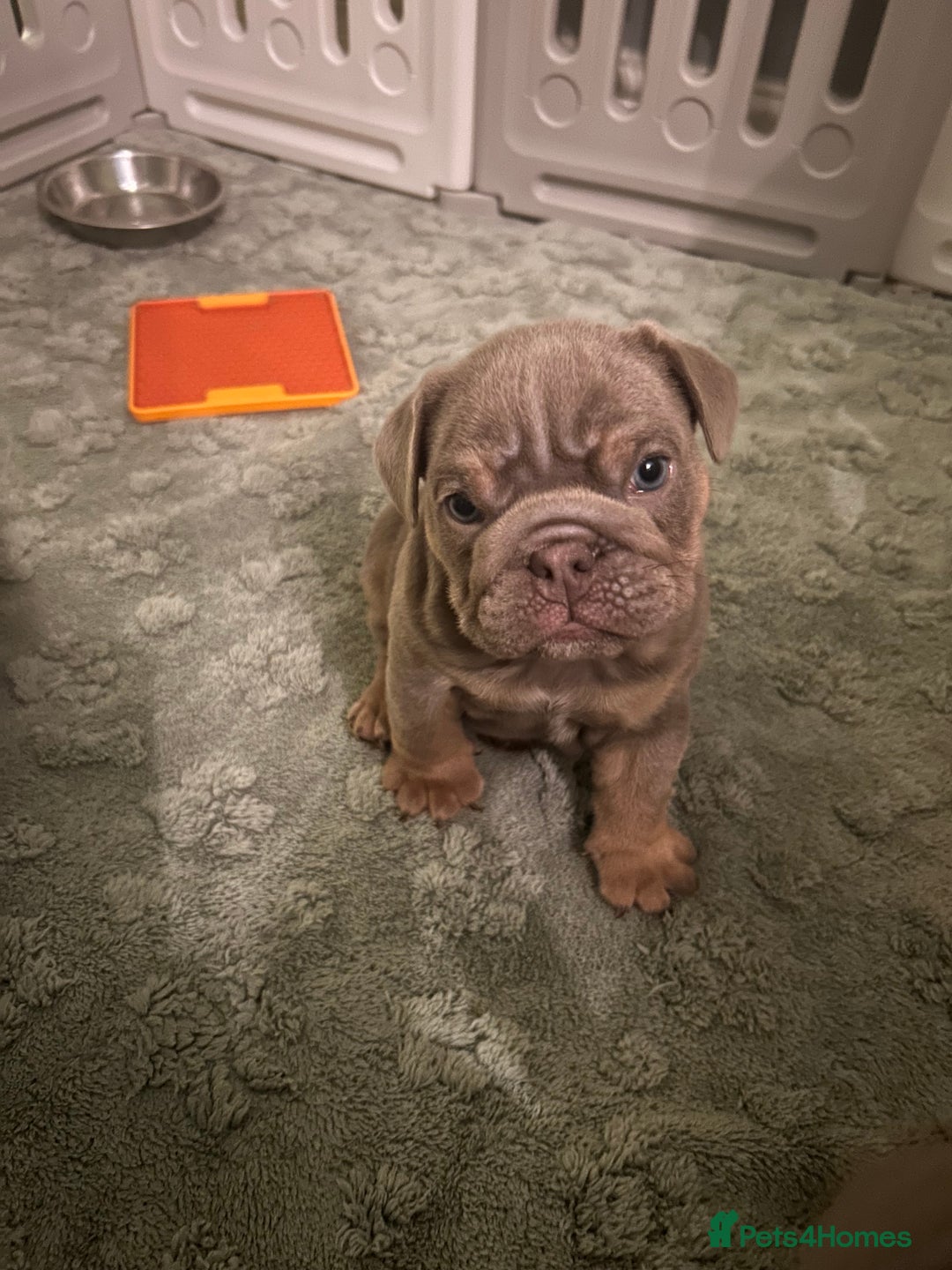 English Bulldog dogs for sale: English bull dogs  - Image 7