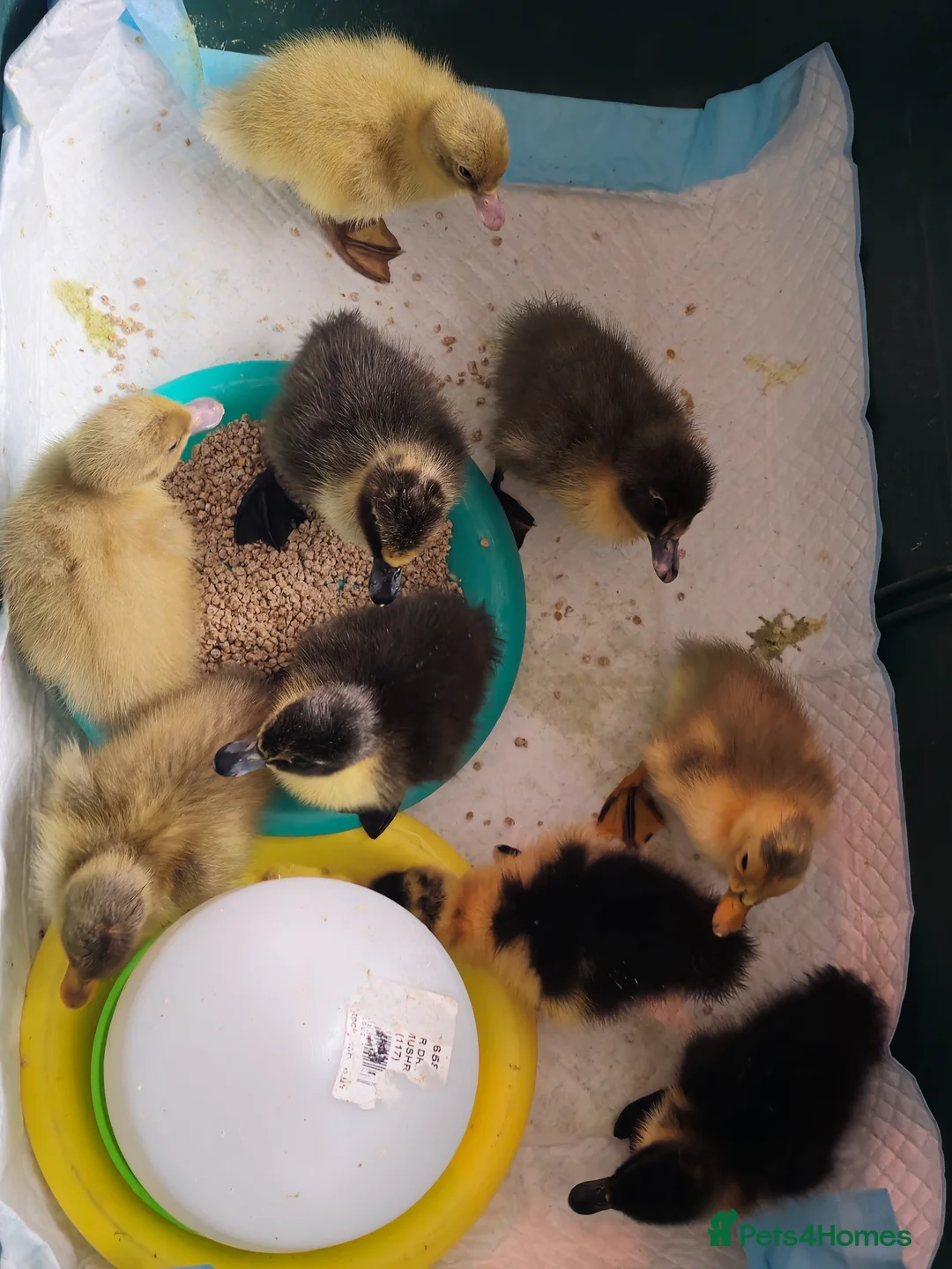 Ducks poultry for sale: Ducklings Cayuga Indian Runner in Boston - Advert 1