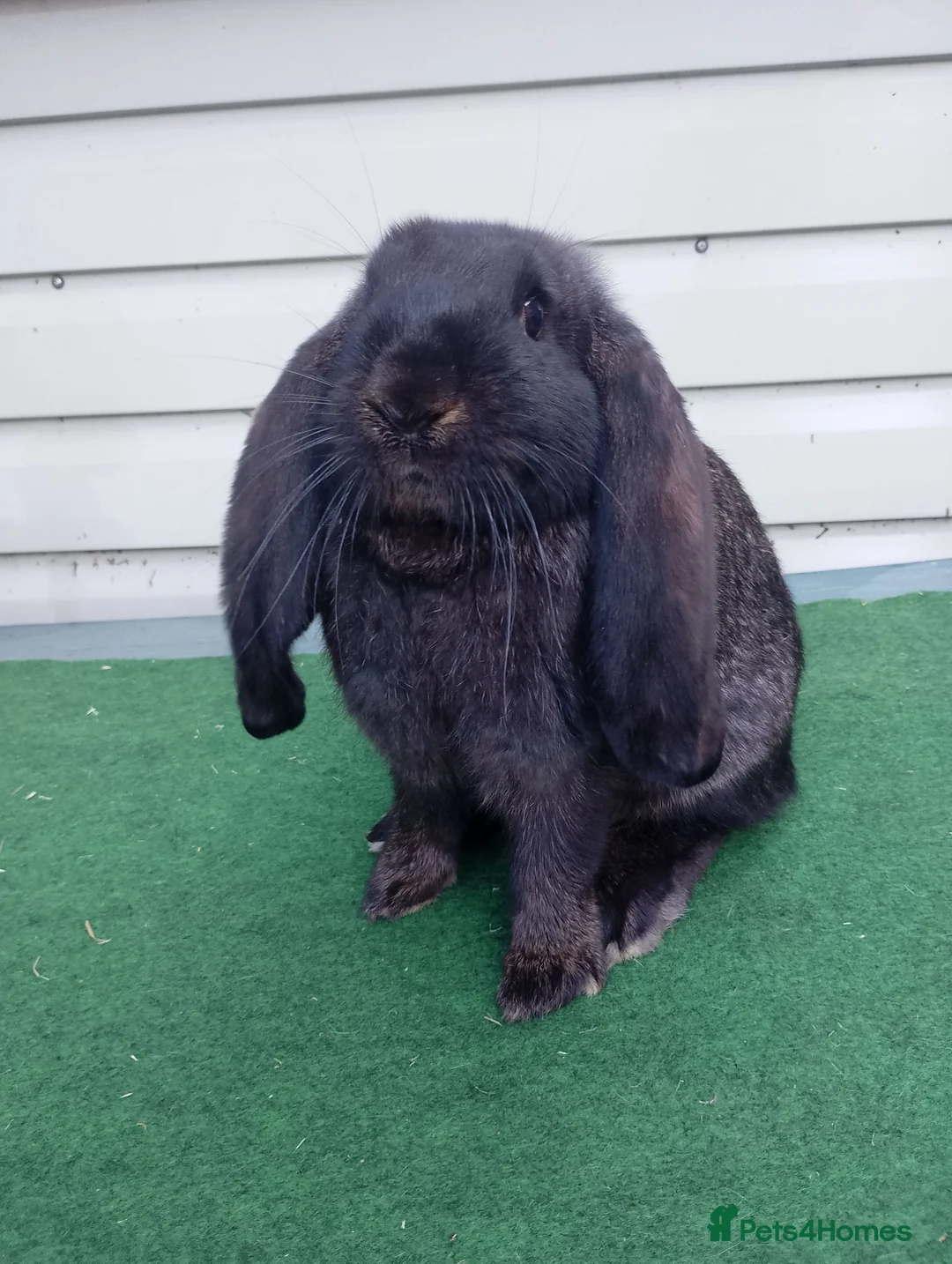 French Lop rabbits for sale: Baby French Lop - ready now  - Advert 6