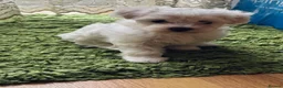 Maltese dogs for sale: My little girl - Advert 9