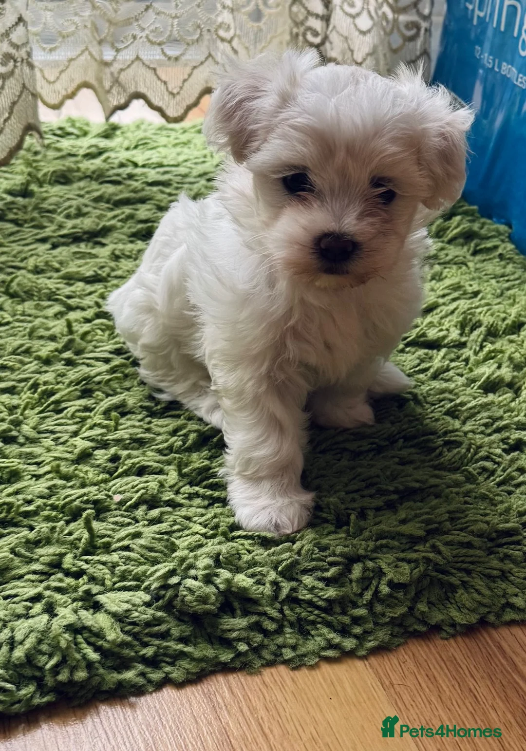 Maltese dogs for sale: My little girl - Advert 9