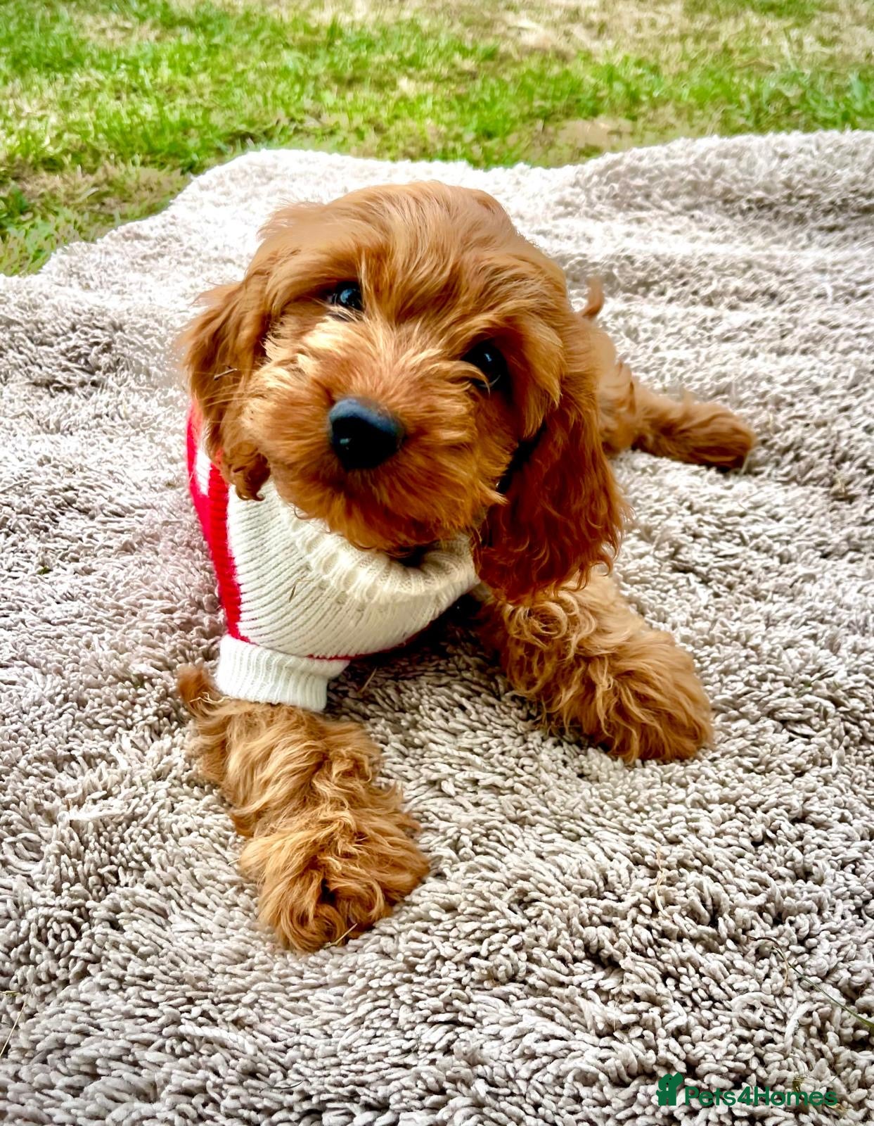 Cockapoo dogs Family raised Cockapoo babies  - Advert 1