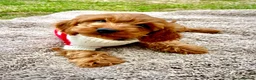 Cockapoo dogs for sale: Chestnut F1 cockapoo boy ready now - Advert 1