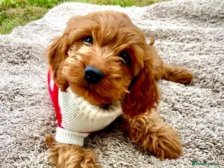 Cockapoo dogs for sale: Chestnut F1 cockapoo boy ready now - Advert 1