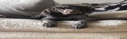 German Shorthaired Pointer dogs for sale: German shorthaired pointer  - Advert 1