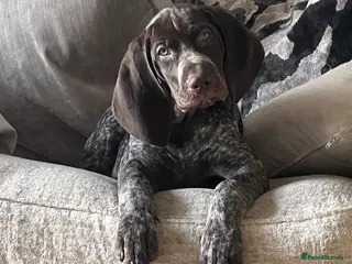 German Shorthaired Pointer dogs German shorthaired pointer - Advert 1