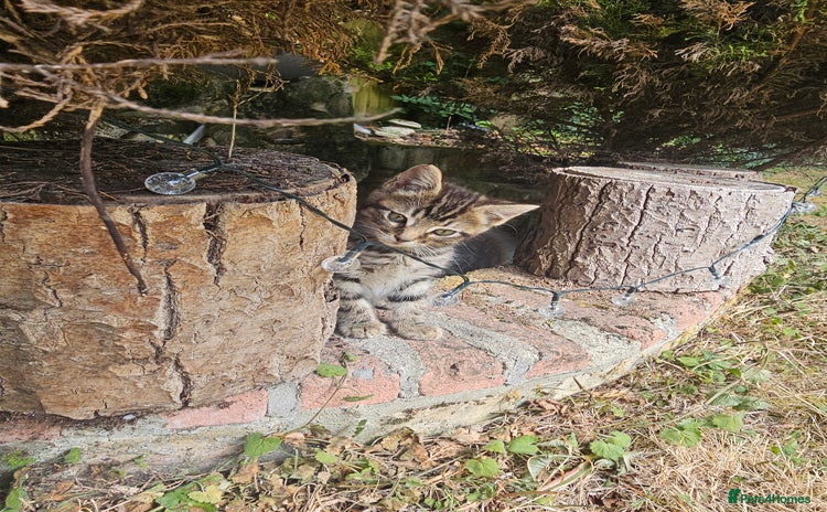 Mixed Breed cats - Advert 13