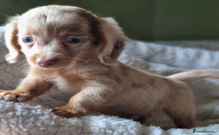 Mixed Breed dogs - Advert 1