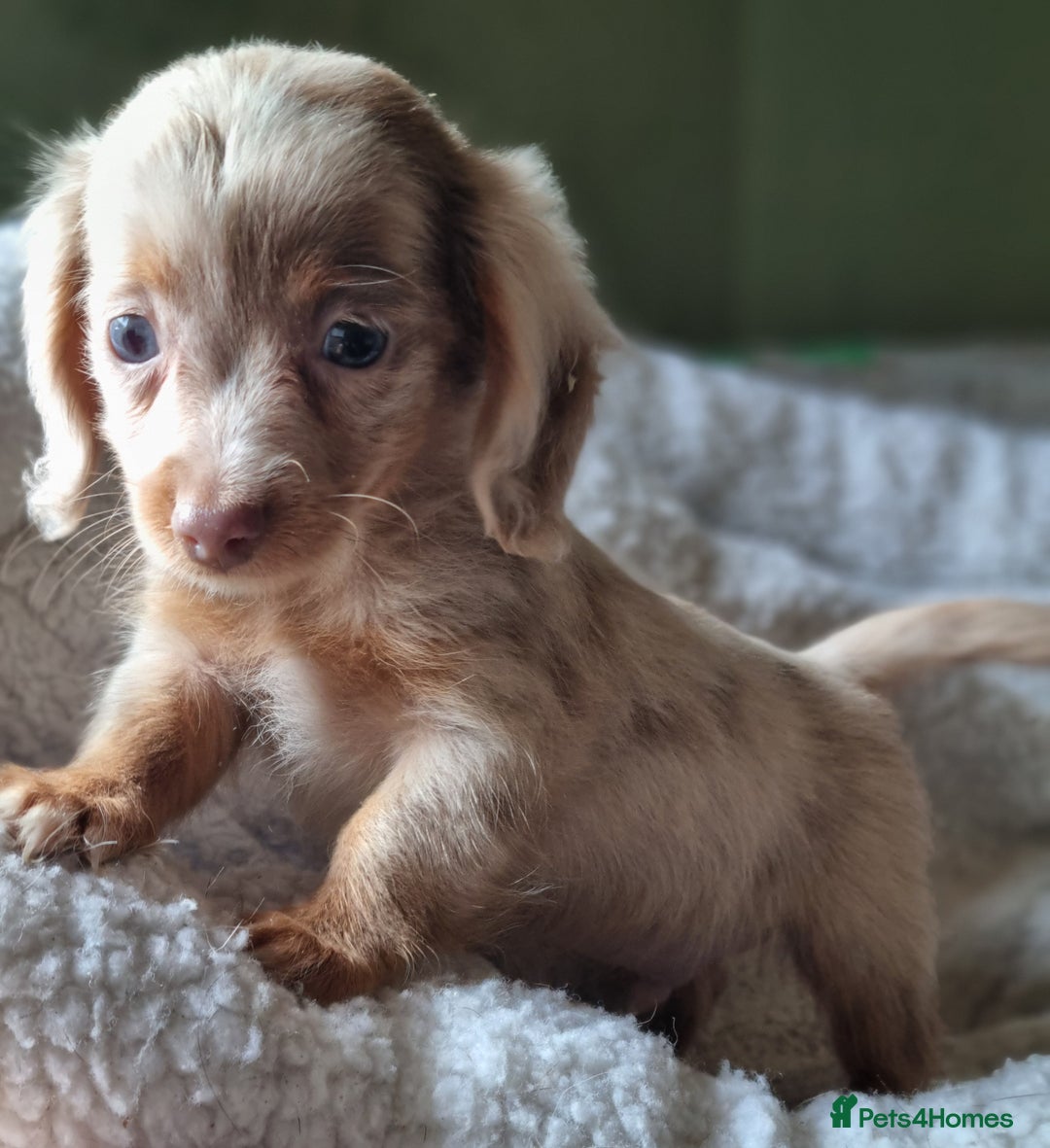 Mixed Breed dogs for sale: Long Haired Dachshund x lilac merle - Image 1