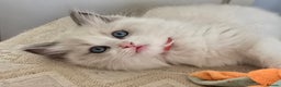 Ragdoll cats for sale: Stunning Ragdoll kittens .TICA registered  - Advert 1