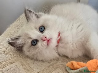Ragdoll cats Stunning Ragdoll kittens .TICA registered - Advert 8