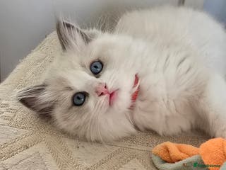 Ragdoll cats Stunning Ragdoll kittens .TICA registered - Advert 12