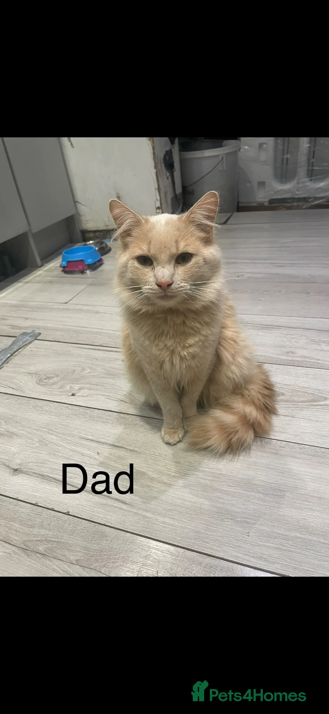 Mixed Breed cats for sale: 2 beautiful kittens looking for their forever home - Advert 30