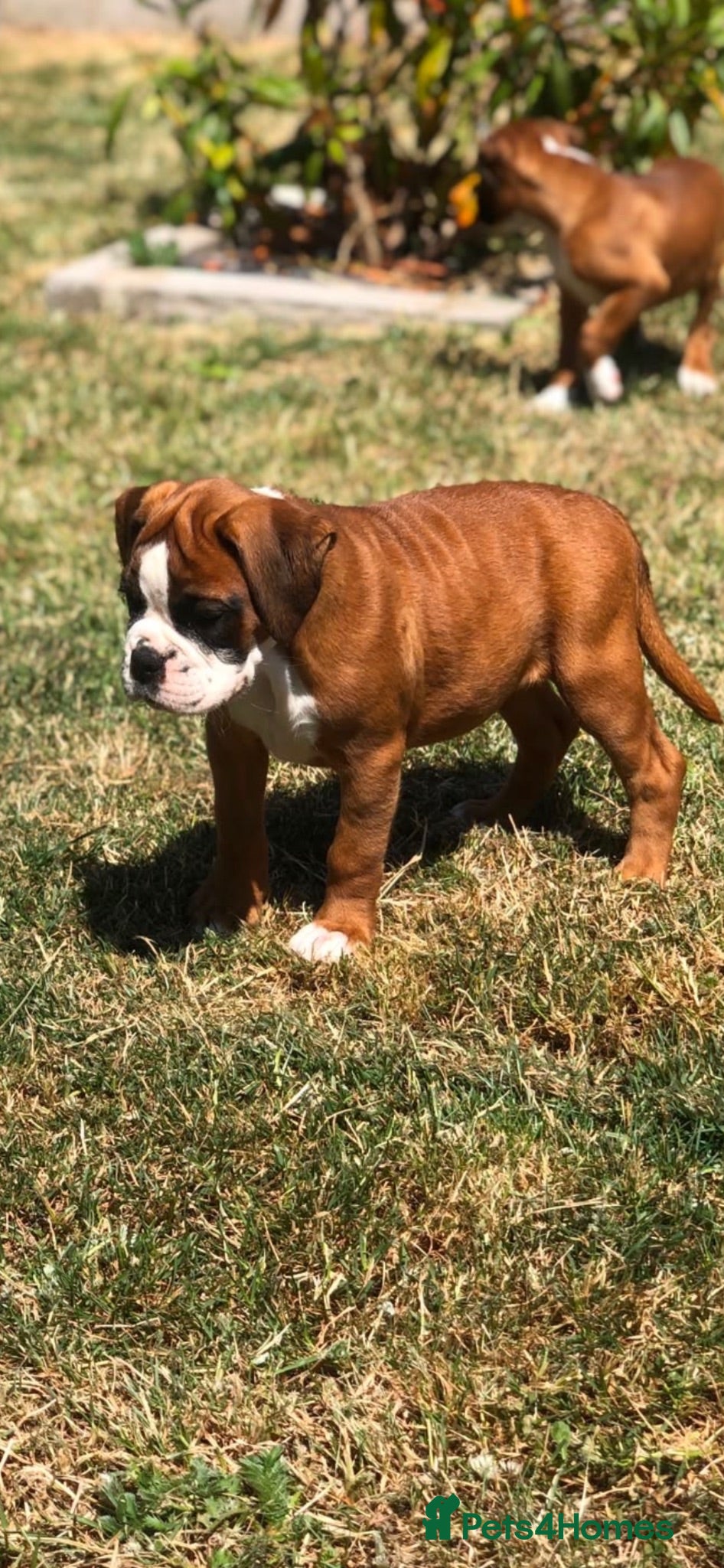 Boxer dogs Boxer pups  - Advert 5