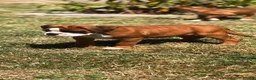Boxer dogs for sale: Boxer pups  - Advert 1