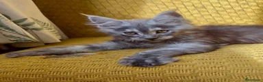 Maine Coon 3