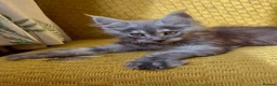 Maine Coon cats for sale:  Beautiful Maine Coon  - Advert 4