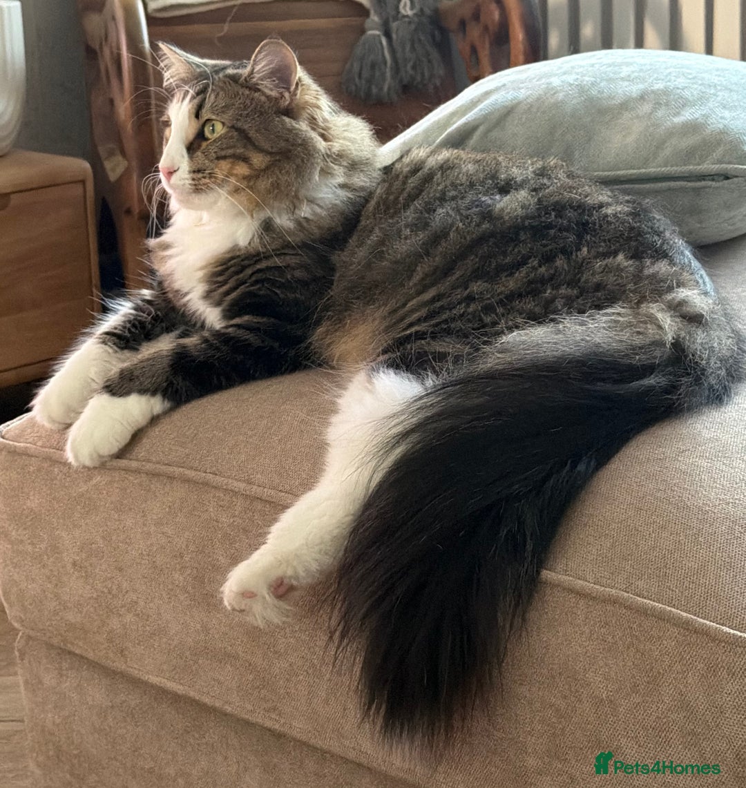 Norwegian Forest Cat cats for sale: Beautiful boy for loving home - Advert 1