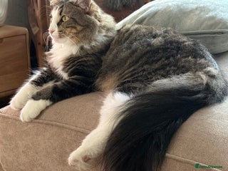 Norwegian Forest Cat cats Beautiful boy for loving home - Advert 1